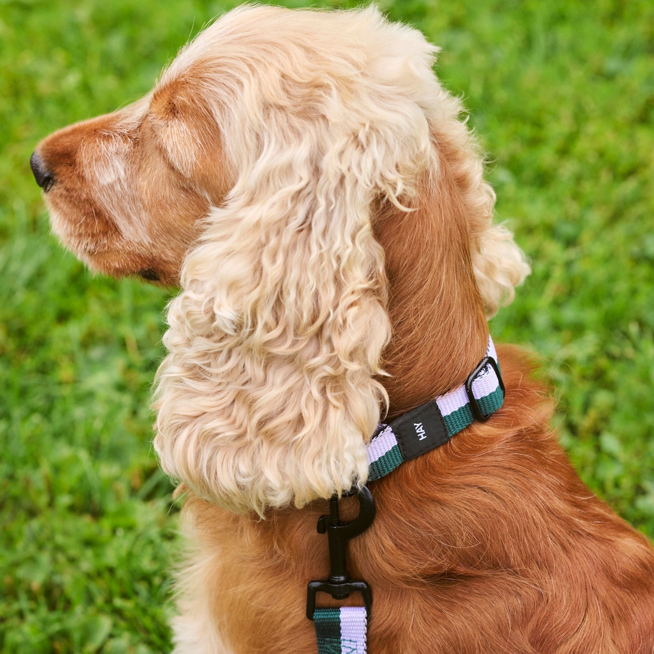 Dog Collar Flat, Lavender/Green, S/M