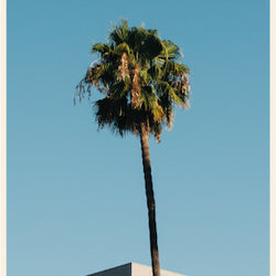 Vishal Marapon Photo, 18x24 framed, Palm Tree
